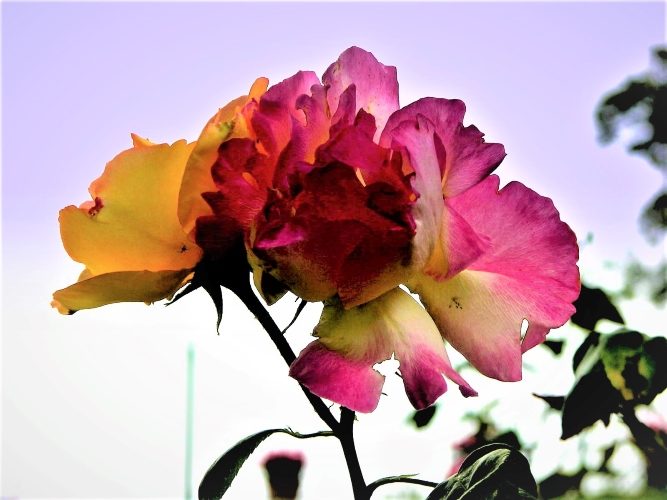 A Primavera Bouquet - Gallery Slide #17