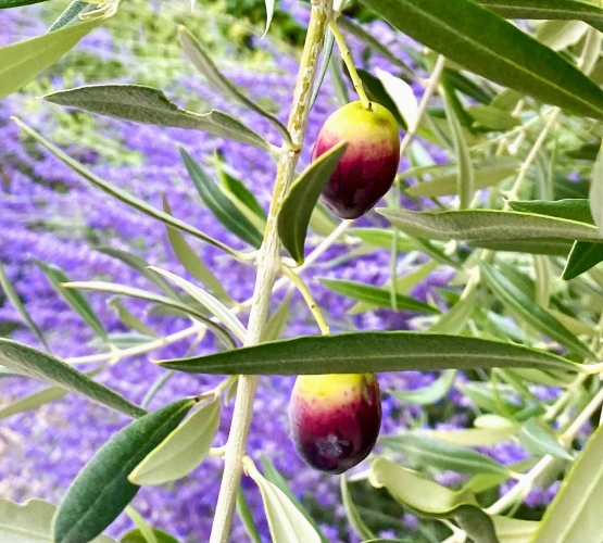 La Primavera è Qui - Gallery Slide #43