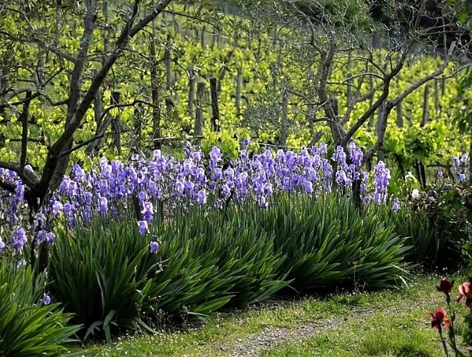 La Primavera è Qui - Gallery Slide #53