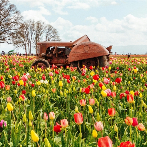 La Primavera è Qui - Gallery Slide #4