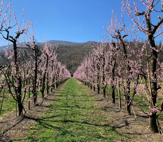 La Primavera è Qui - Gallery Slide #26