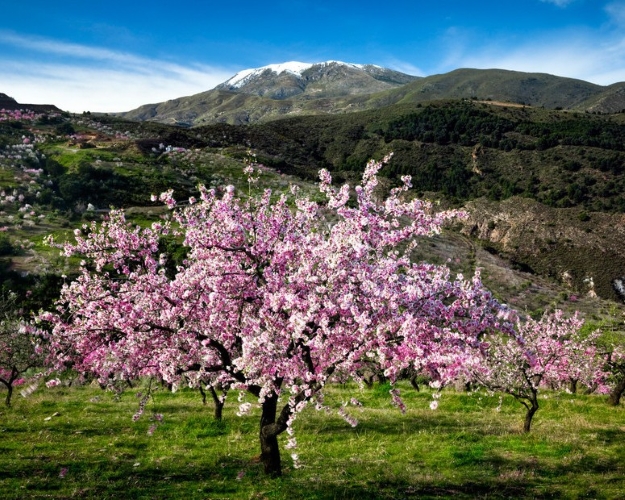 La Primavera è Qui - Gallery Slide #18