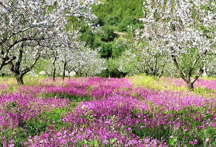 La Primavera è Qui - Gallery Slide #27