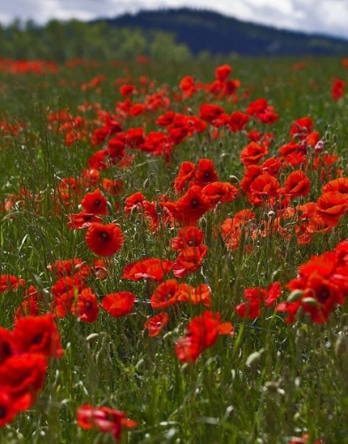 La Primavera è Qui - Gallery Slide #51