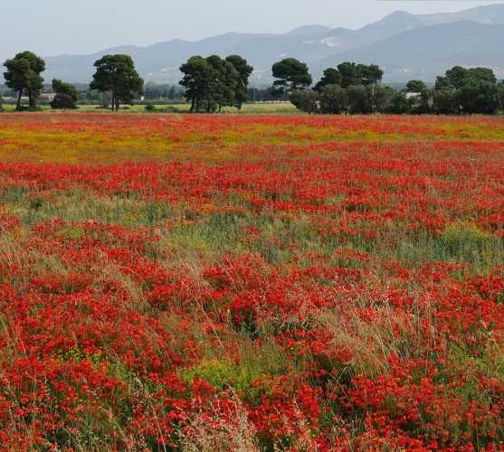 La Primavera è Qui - Gallery Slide #52