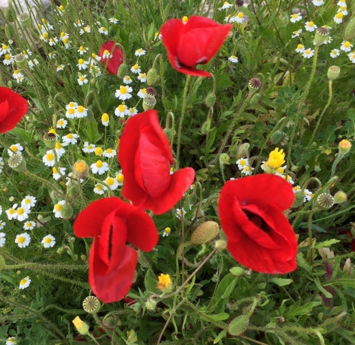 La Primavera è Qui - Gallery Slide #45