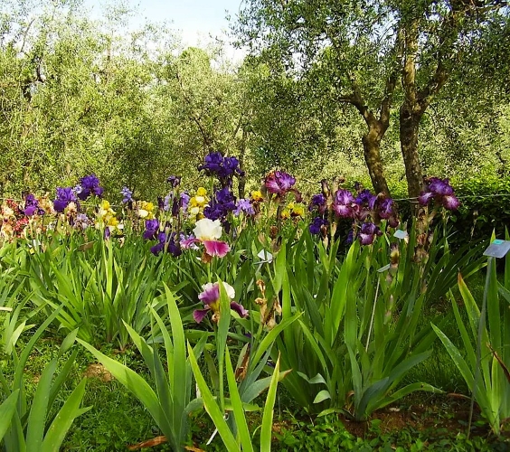 La Primavera è Qui - Gallery Slide #40