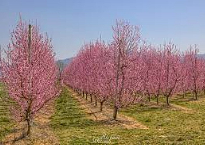 La Primavera è Qui - Gallery Slide #10