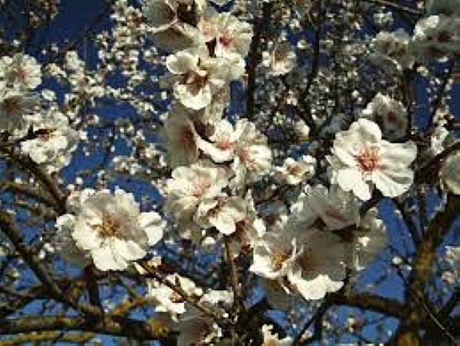 La Primavera è Qui - Gallery Slide #19