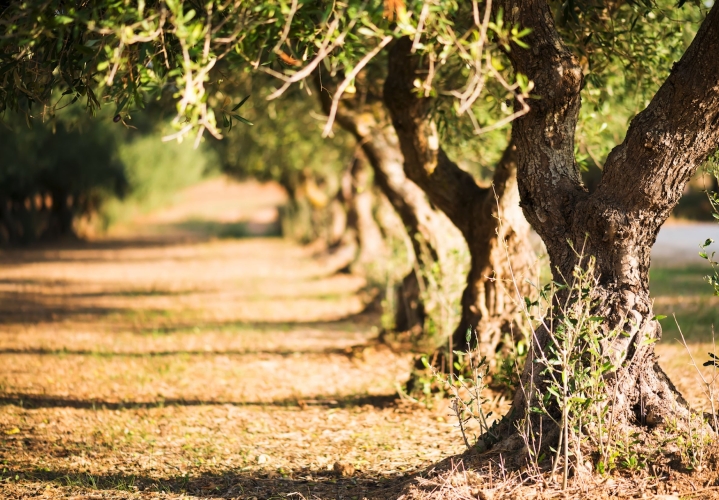 A Passion for Puglia - Gallery Slide #21
